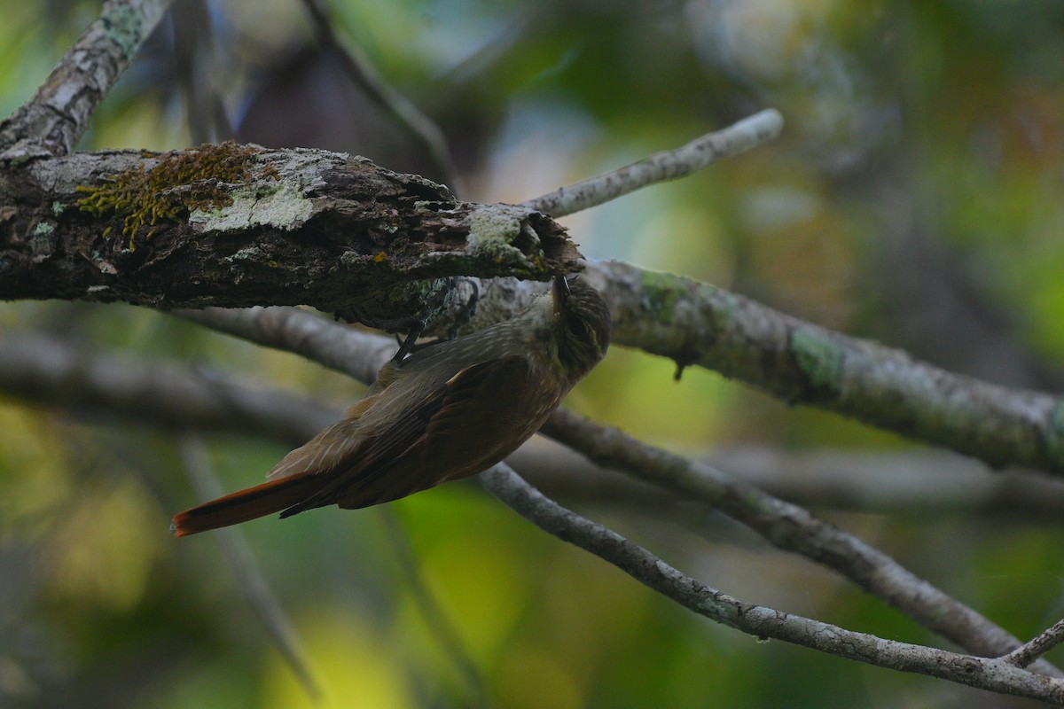 Slender-billed Xenops - ML635614140