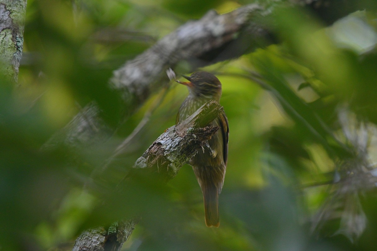 Slender-billed Xenops - ML635614141