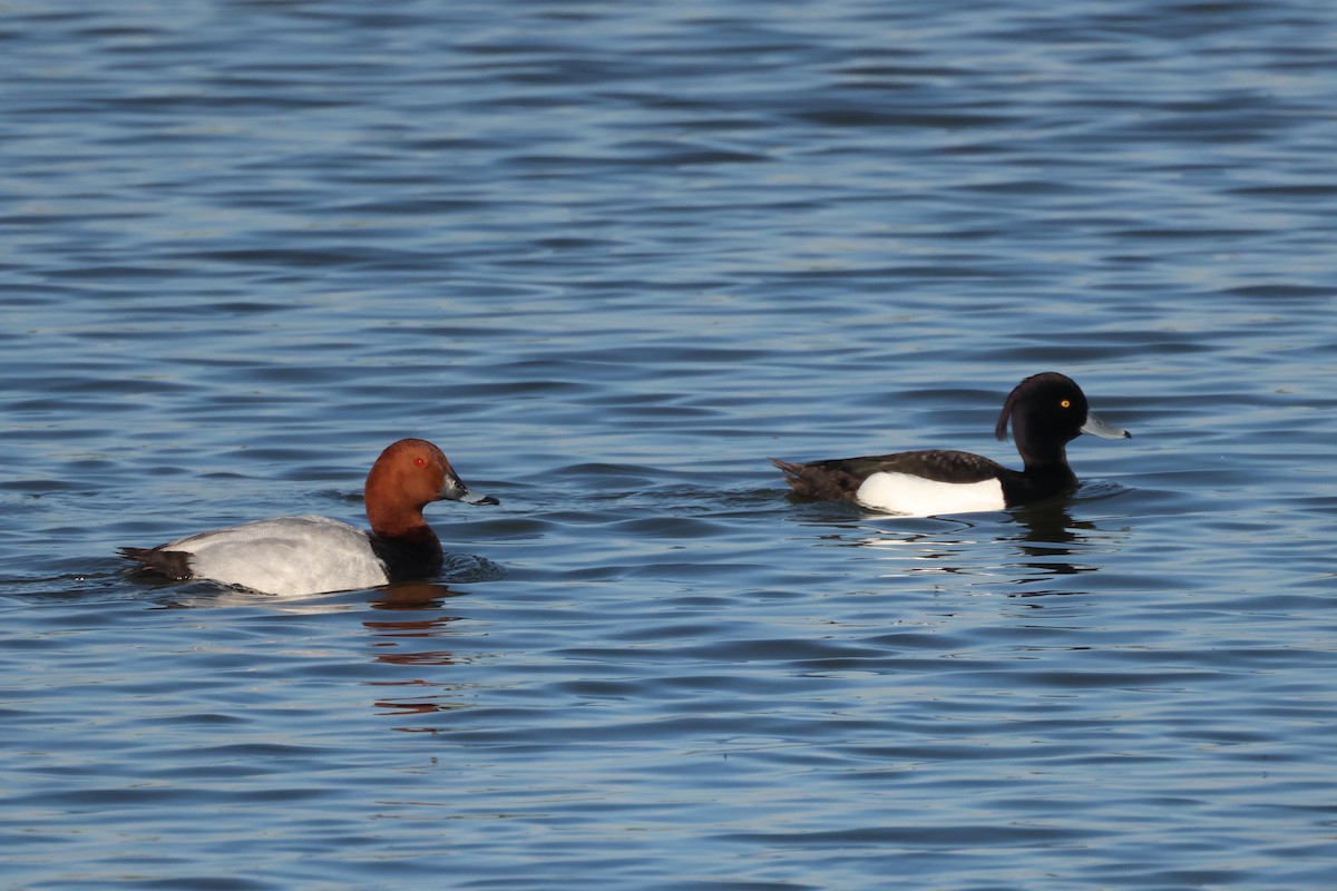Common Pochard - ML635614158