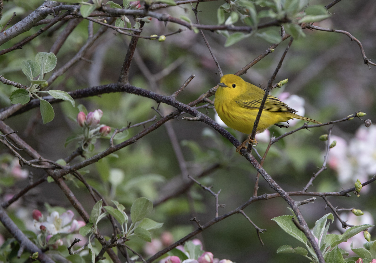 Northern Yellow Warbler - ML635614159