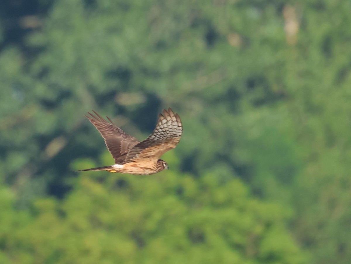 Montagu's Harrier - ML635614176