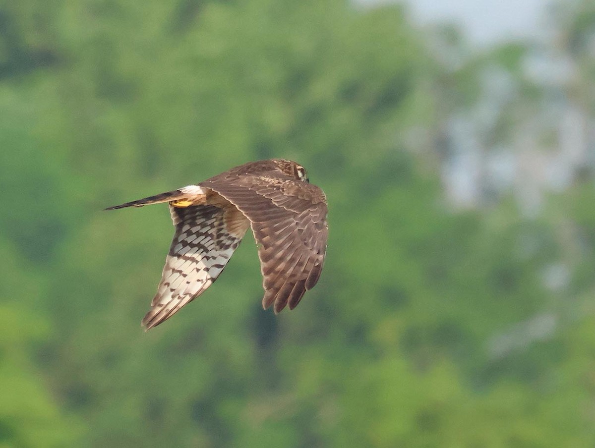 Montagu's Harrier - ML635614178