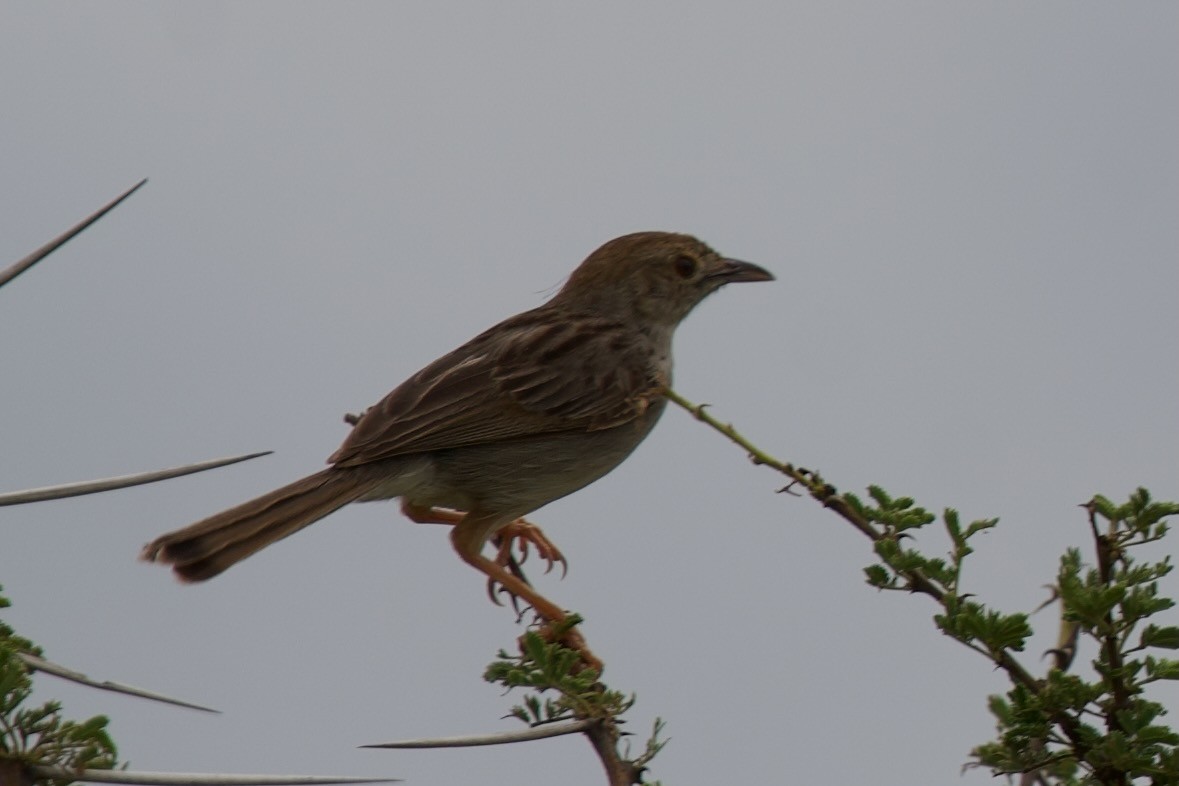 Rattling Cisticola - ML635614181