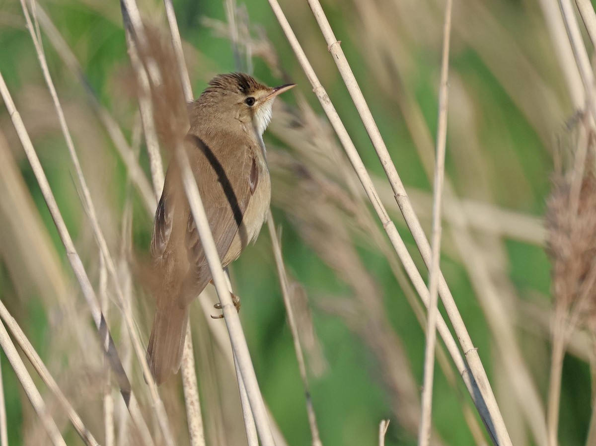 Common Reed Warbler - ML635614184