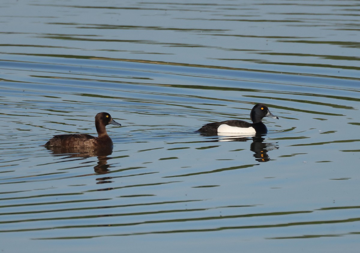 Tufted Duck - ML635614195