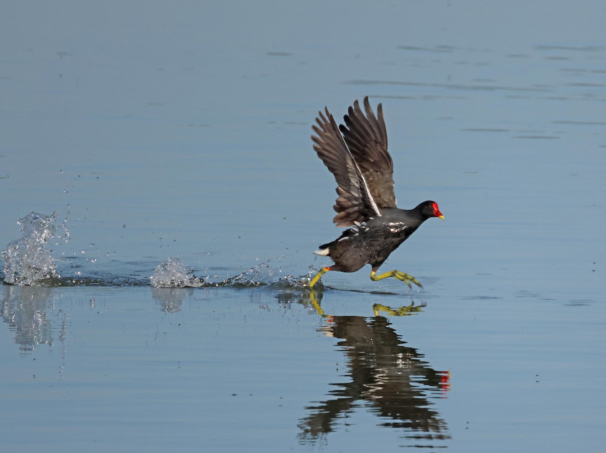 Eurasian Moorhen - ML635614232