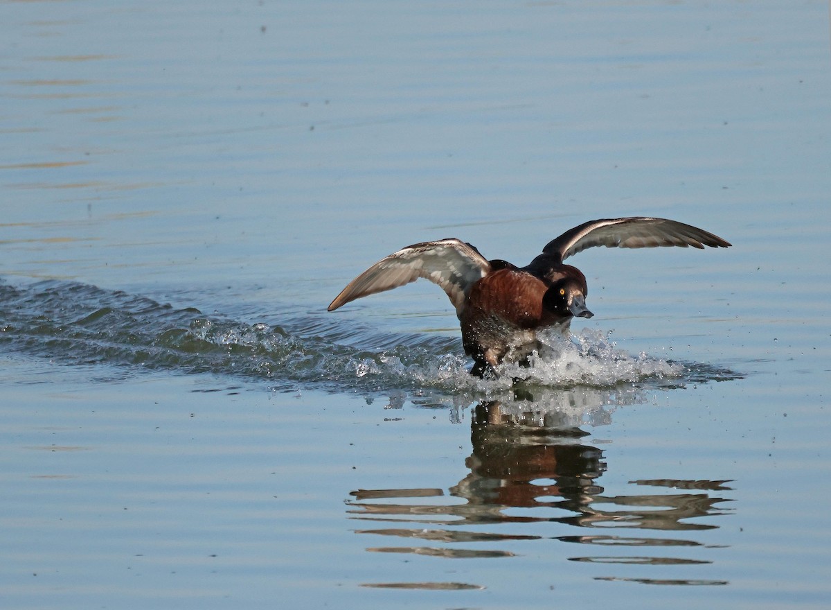 Tufted Duck - ML635614244