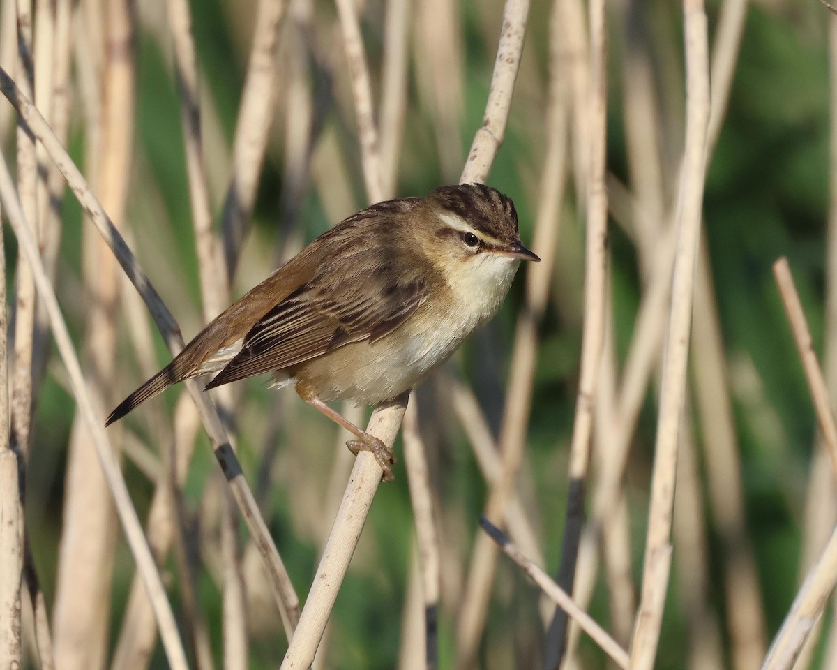 Sedge Warbler - ML635614253