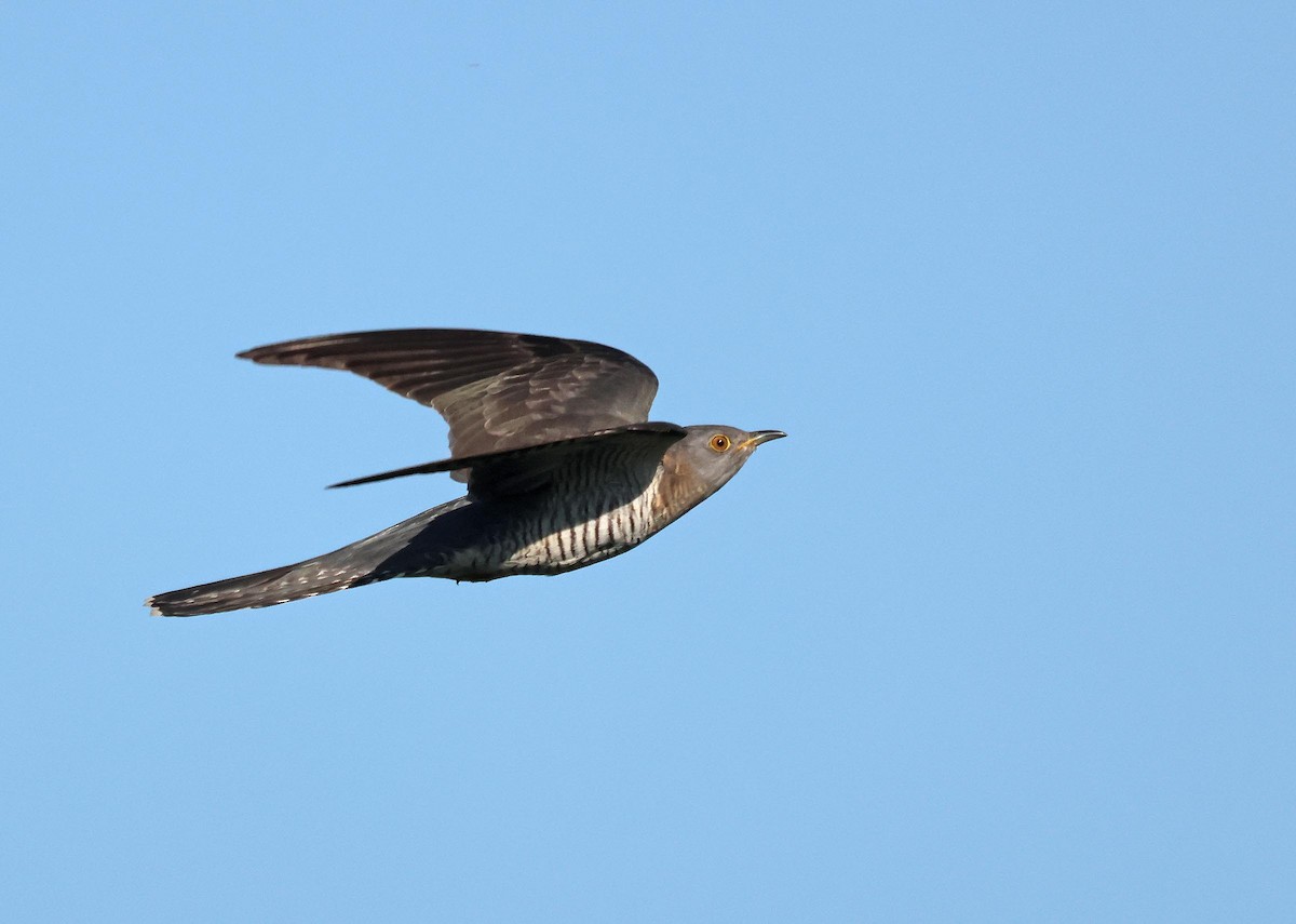 Common Cuckoo - ML635614257