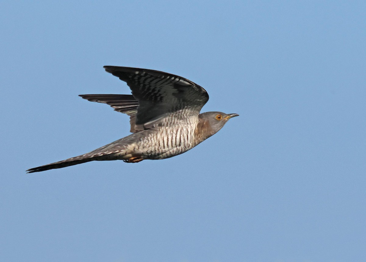 Common Cuckoo - ML635614262