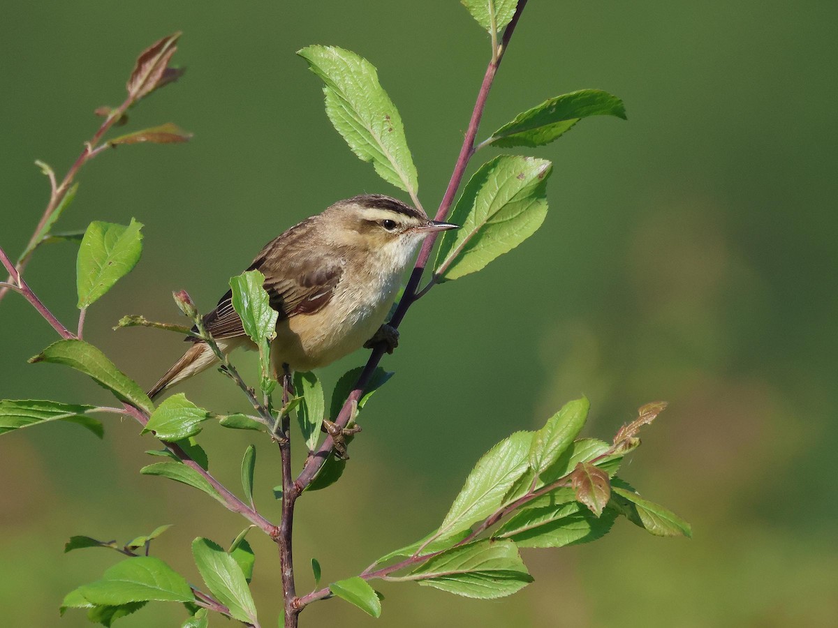 Sedge Warbler - ML635614272