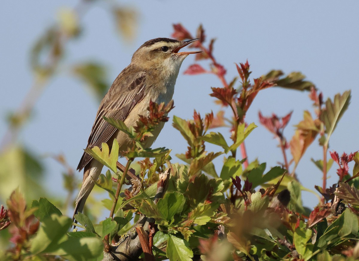 Sedge Warbler - ML635614276