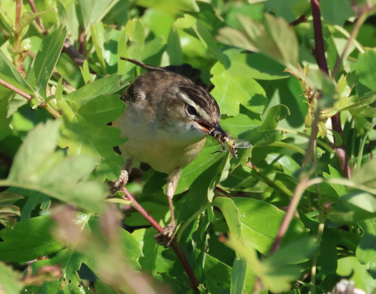 Sedge Warbler - ML635614279