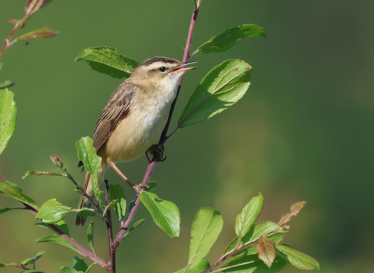 Sedge Warbler - ML635614280