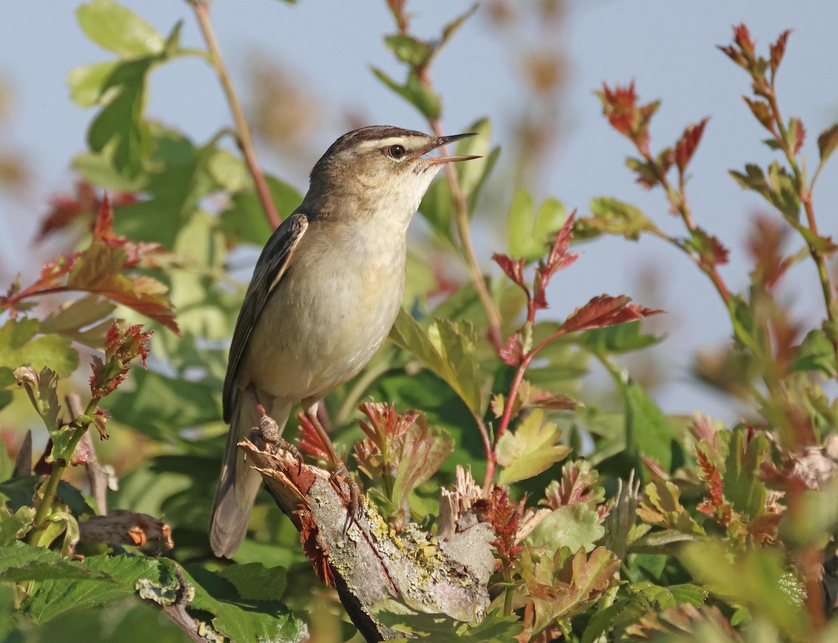 Sedge Warbler - ML635614281
