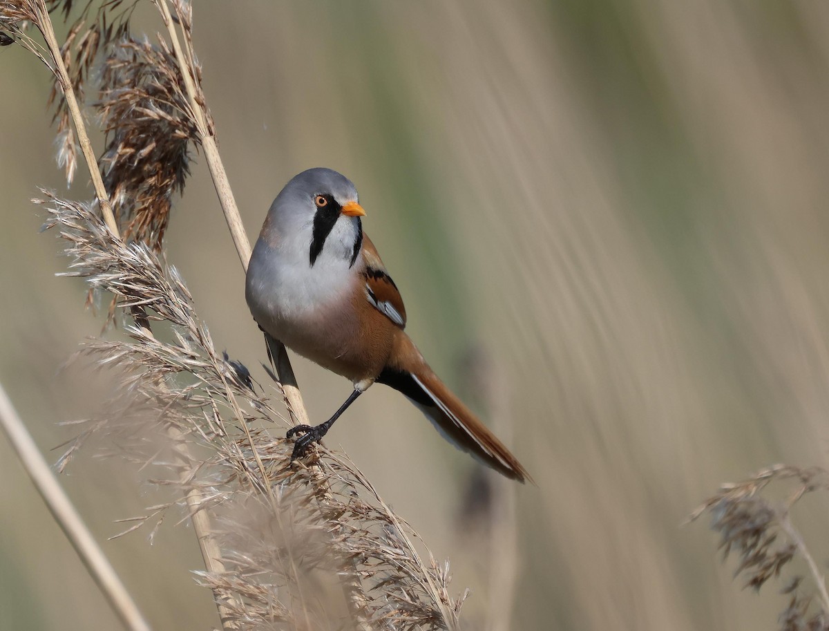 Bearded Reedling - ML635614286