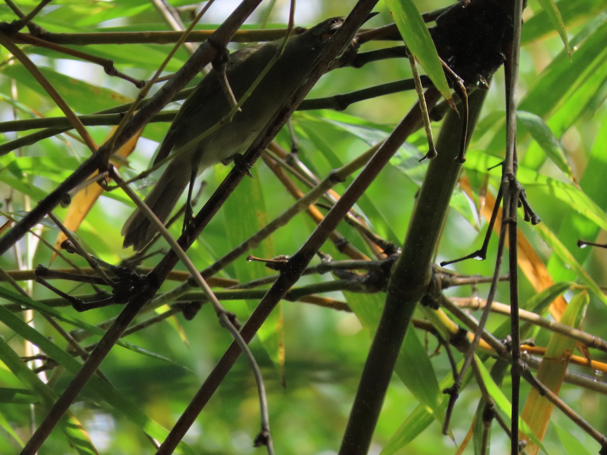 Western Wattled-Honeyeater - ML635614395