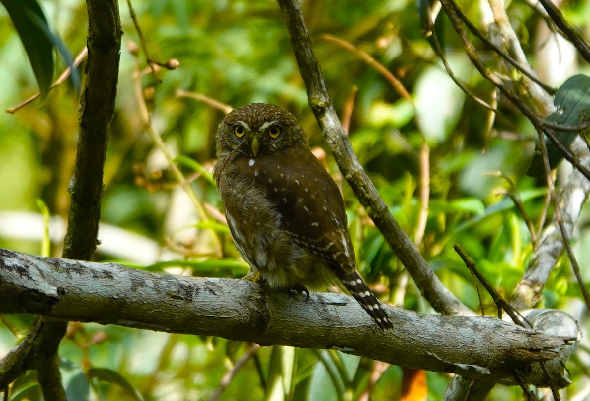 Least Pygmy-Owl - ML635614398