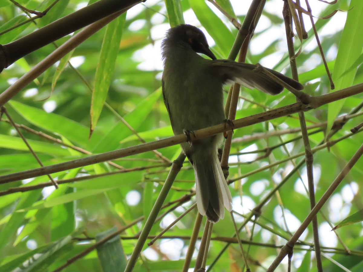 Western Wattled-Honeyeater - ML635614413