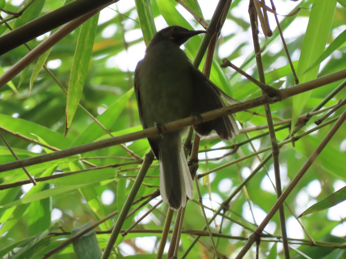 Western Wattled-Honeyeater - ML635614425
