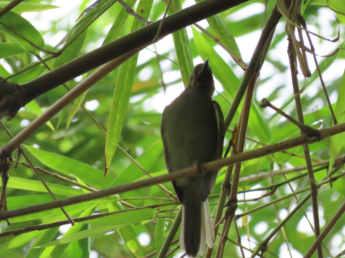 Western Wattled-Honeyeater - ML635614436