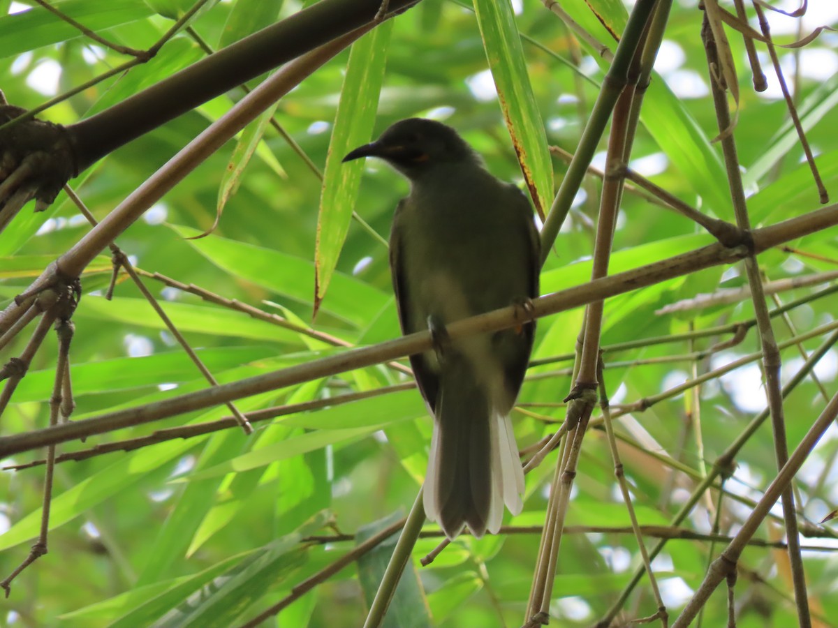 Western Wattled-Honeyeater - ML635614449