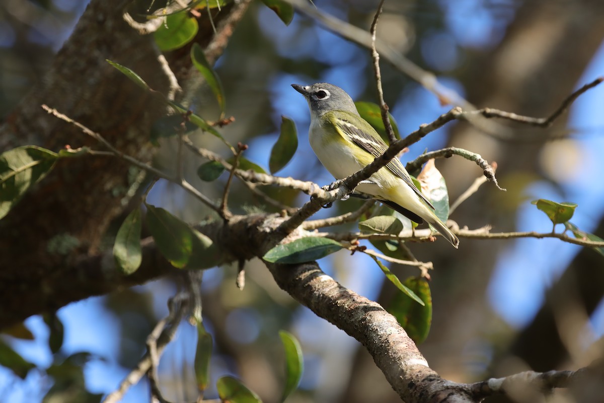 Blue-headed Vireo - ML635614481