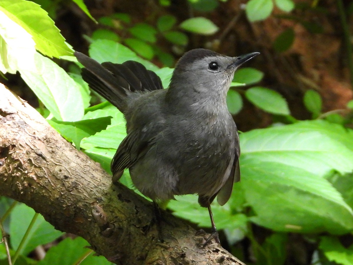 Gray Catbird - ML635614484