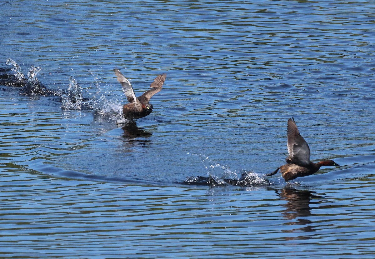 Little Grebe - ML635614490