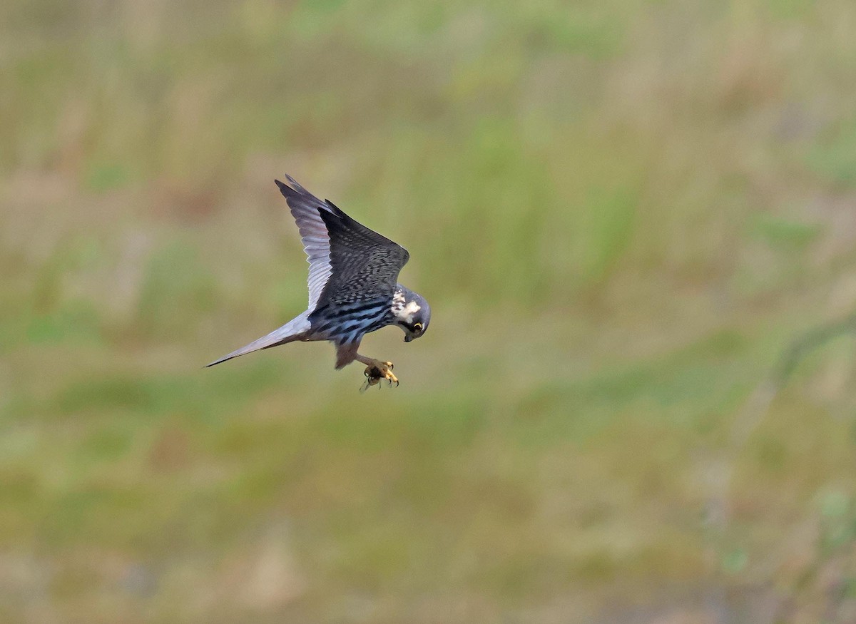 Eurasian Hobby - ML635614497