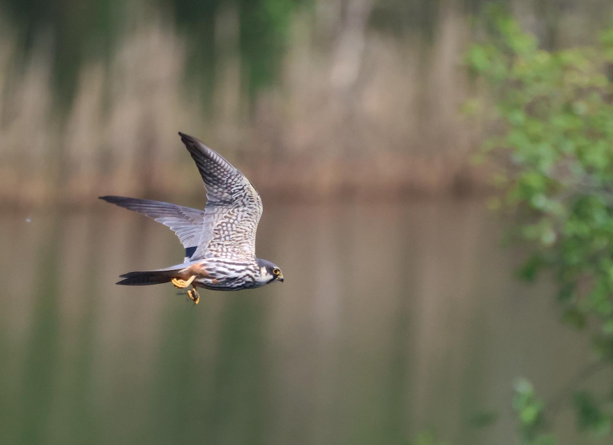 Eurasian Hobby - ML635614501
