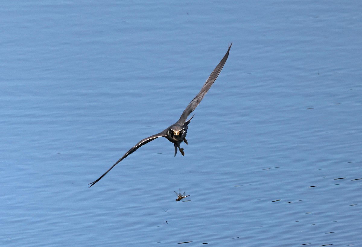 Eurasian Hobby - ML635614505