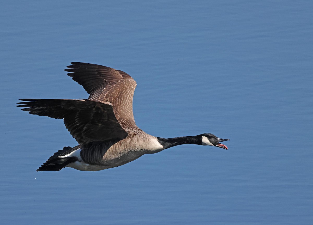 Canada Goose - ML635614506