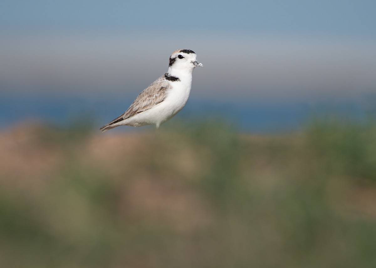 Snowy Plover - ML635614509