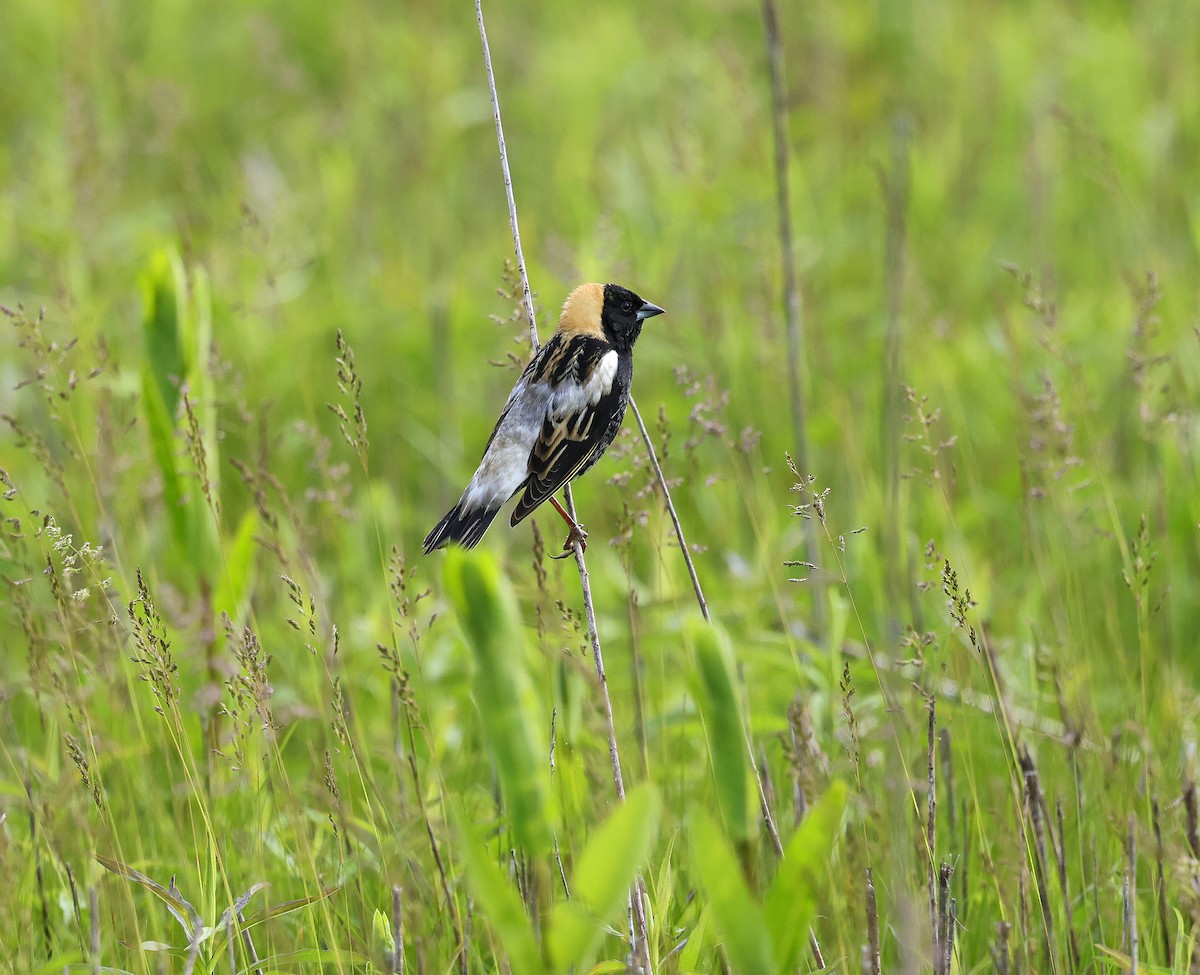 Bobolink - ML635614713