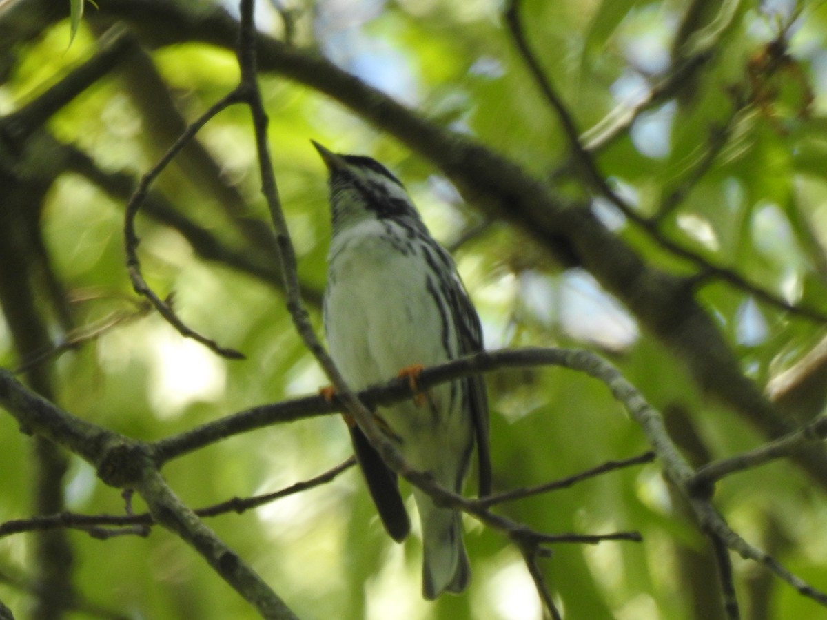 Blackpoll Warbler - ML635614820