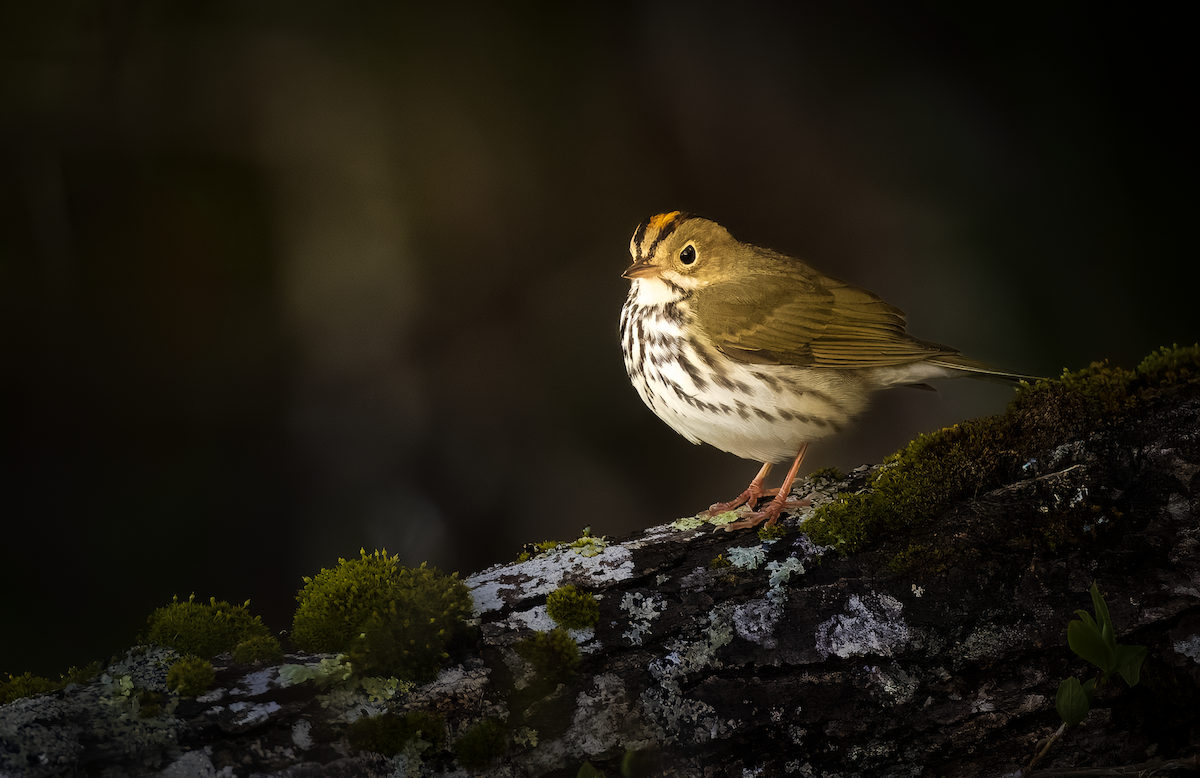 Ovenbird - ML635614857