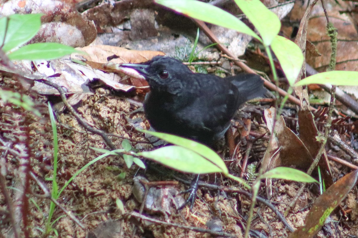 Stub-tailed Antbird - ML635614862