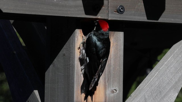 Acorn Woodpecker - ML635614950