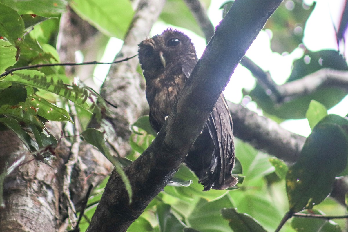 Choco Screech-Owl - ML635614963
