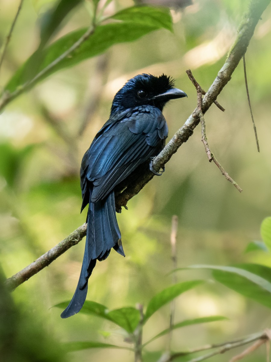 Sri Lanka Drongo - ML635615003