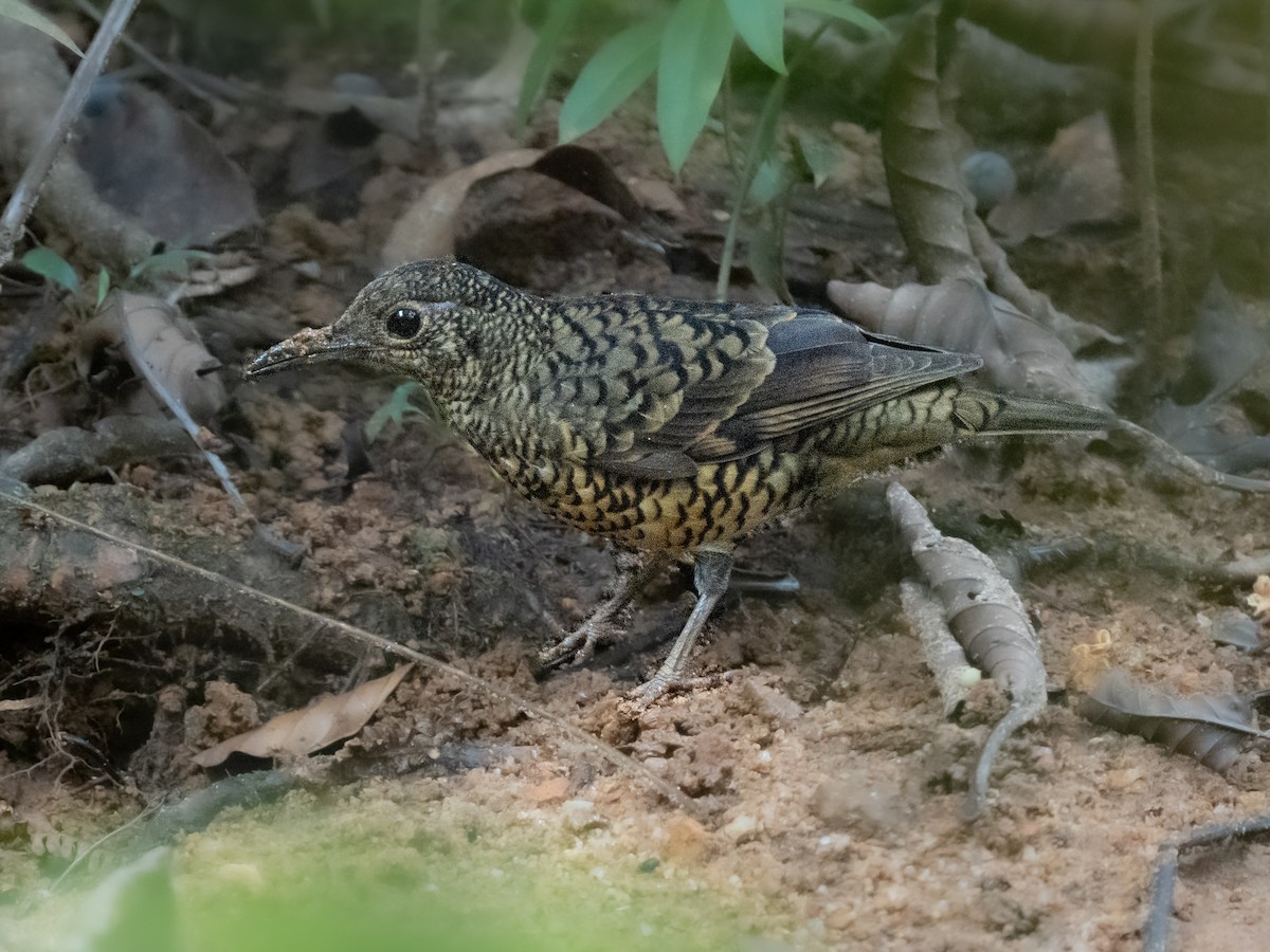 Sri Lanka Thrush - ML635615028