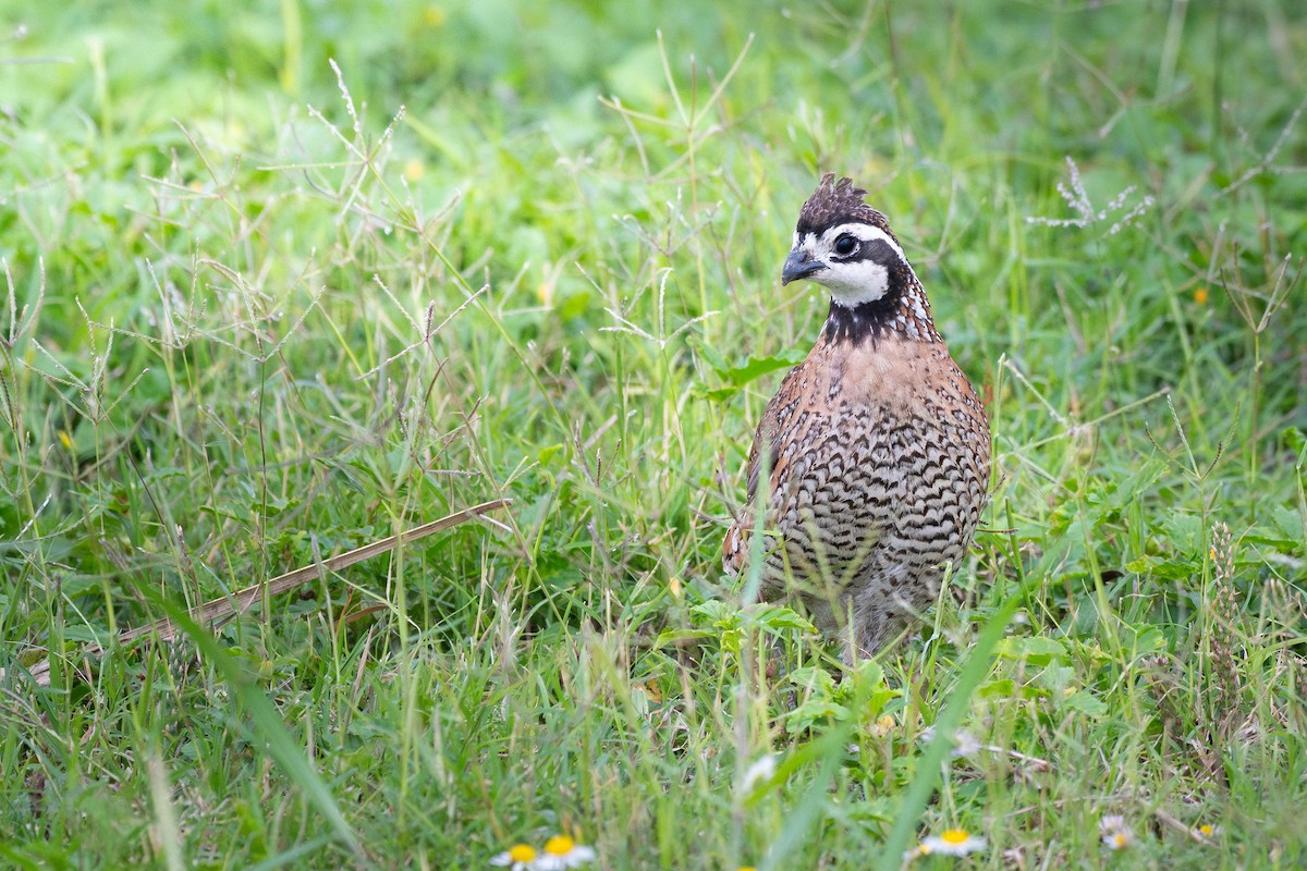 Northern Bobwhite - ML635615032