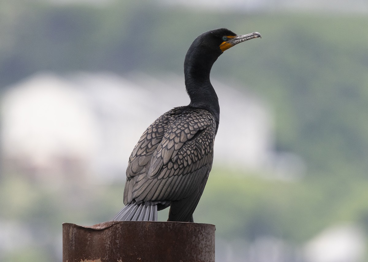 Double-crested Cormorant - ML635615123