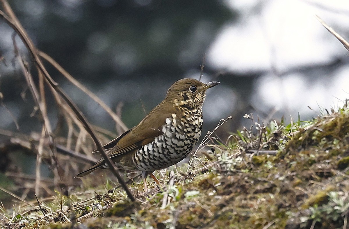 Alpine Thrush - ML635615157