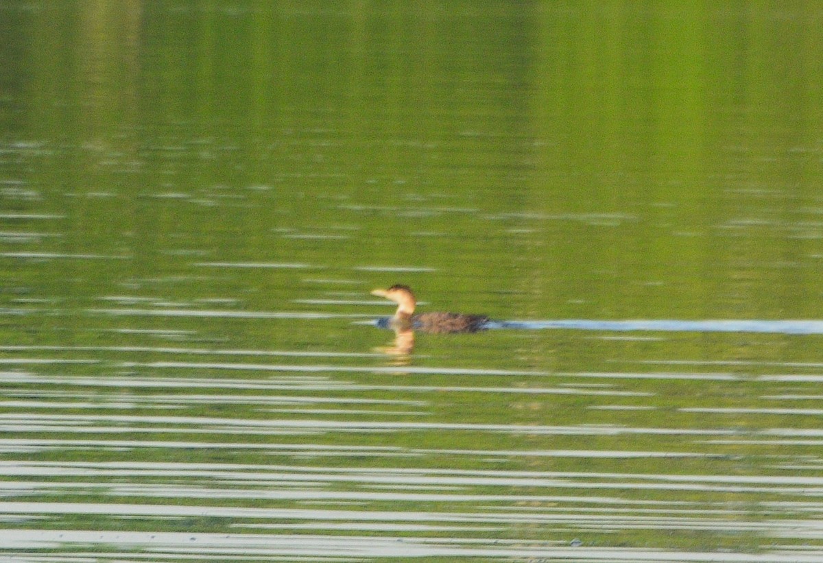 Common Loon - ML635615243