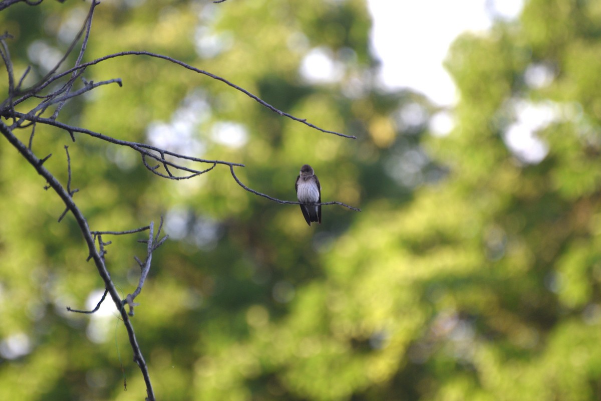 Northern Rough-winged Swallow - ML635615257