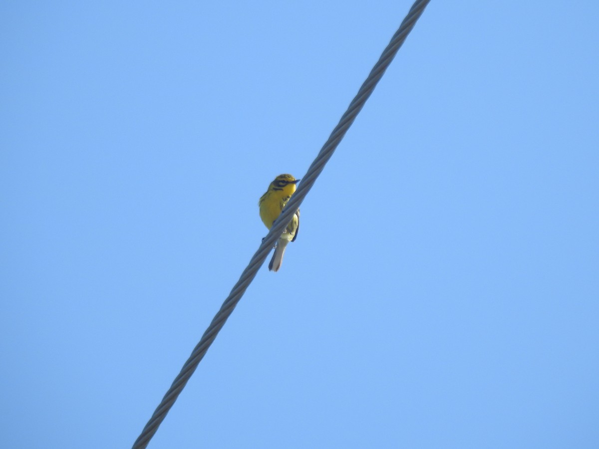 Prairie Warbler - ML635615258