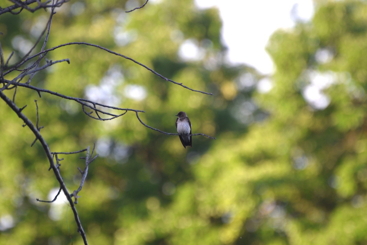 Northern Rough-winged Swallow - ML635615259