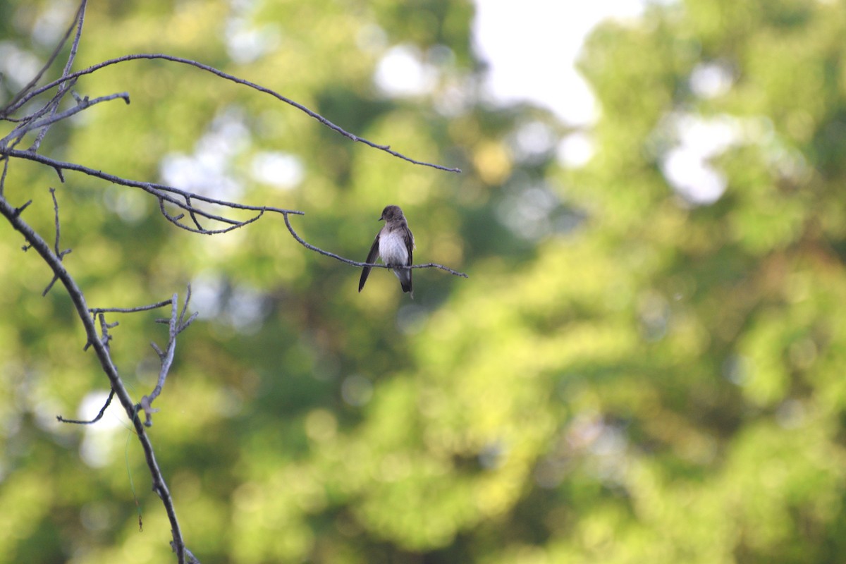 Northern Rough-winged Swallow - ML635615261